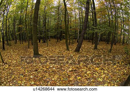 Picture - Trees in field, fish eyed. Fotosearch