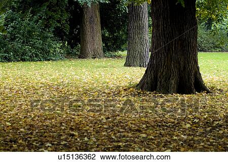 Stock Image - Trees in field, low section. Fotosearch