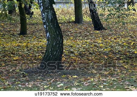 Trees in field, low section View Large Photo Image Stock Image - Trees in field, low section. Fotosearch
