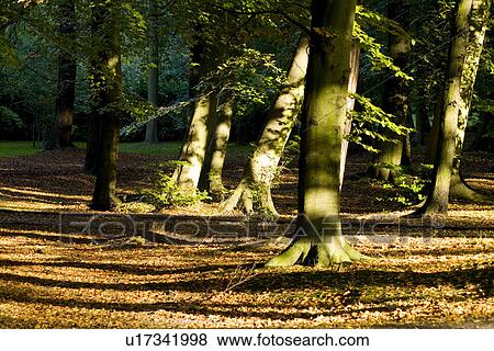 Stock Photo - Trees in field, low section. Fotosearch