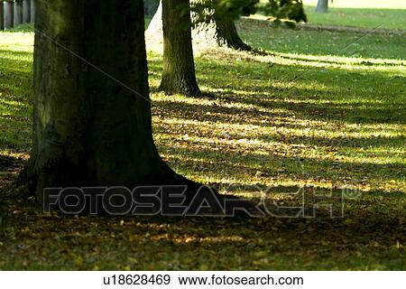 Trees in field, low section View Large Photo Image Stock Photo - Trees in field, low section. Fotosearch
