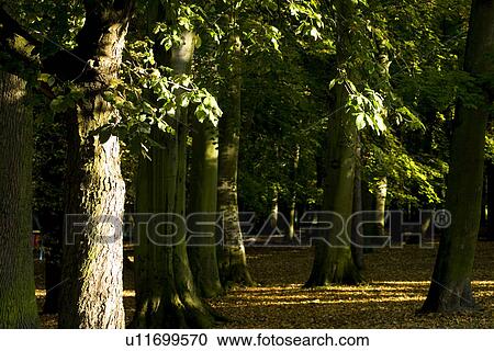 Trees in field View Large Photo Image Stock Image - Trees in field. Fotosearch