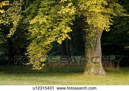 Trees in field View Large Photo Image Stock Image - Trees in field. Fotosearch