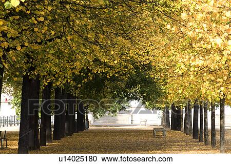 Trees in field View Large Photo Image Stock Image - Trees in field. Fotosearch
