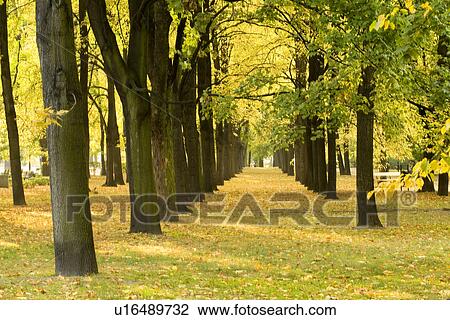 Trees in field View Large Photo Image Stock Image - Trees in field. Fotosearch