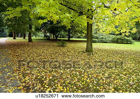Stock Image - Trees in field. Fotosearch