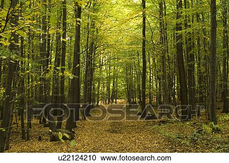 Trees in field View Large Photo Image Stock Image - Trees in field. Fotosearch