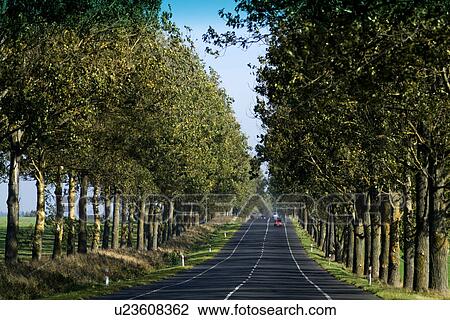 Stock Image - Trees in field. Fotosearch