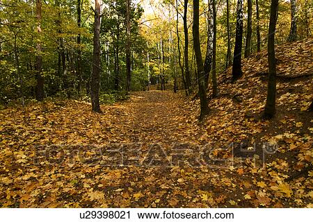 Trees in field View Large Photo Image Stock Image - Trees in field. Fotosearch