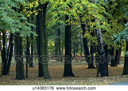 Trees in field View Large Photo Image Stock Photo - Trees in field. Fotosearch