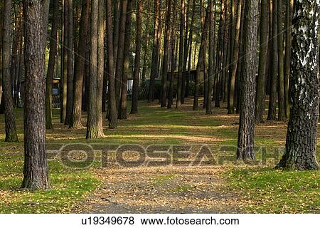 Stock Photo - Trees in field. Fotosearch