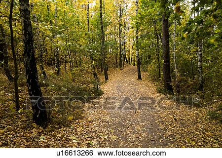 Trees in field View Large Photo Image Stock Photograph - Trees in field. Fotosearch