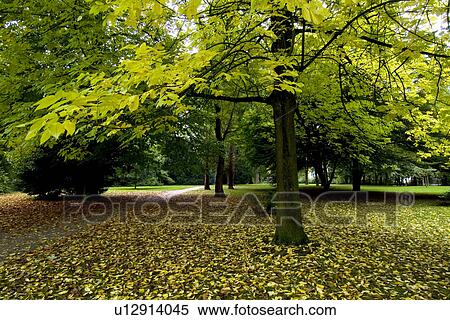 Trees in field View Large Photo Image Stock Photography - Trees in field. Fotosearch