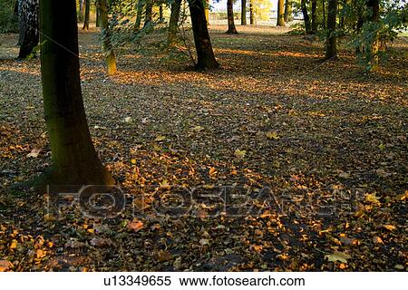 Stock Photography - Trees in field. Fotosearch