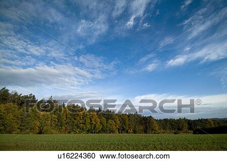 Trees in field under blue sky View Large Photo Image Stock Image - Trees in field under blue sky. Fotosearch