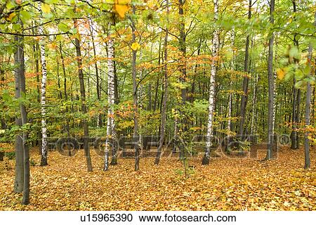 Trees in forest, low section View Large Photo Image Stock Image - Trees in forest, low section. Fotosearch