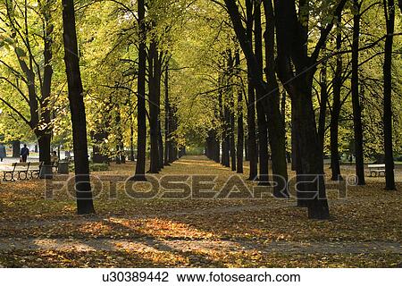 Stock Image - Trees in forest, low section. Fotosearch