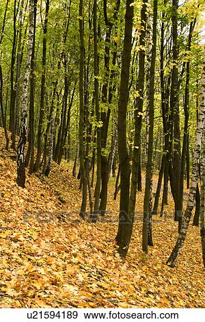 Trees in forest, low section View Large Photo Image Stock Photo - Trees in forest, low section. Fotosearch