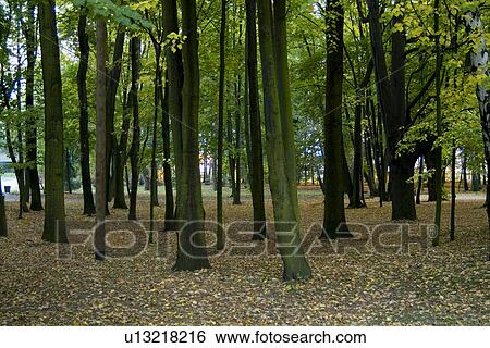 Trees in forest, low section View Large Photo Image Stock Photograph - Trees in forest, low section. Fotosearch