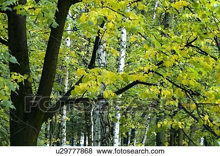Stock Photo - Trees in forest. Fotosearch