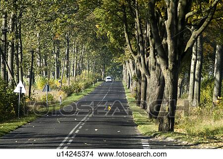 Picture - Trees in row by road. Fotosearch