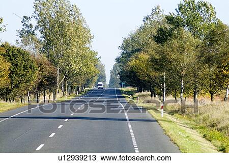 Stock Image - Trees in row by road. Fotosearch