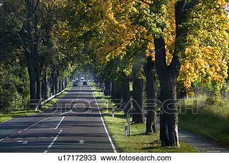 Trees in row by road View Large Photo Image Stock Image - Trees in row by road. Fotosearch