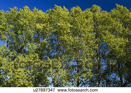 Trees in rows View Large Photo Image Stock Photo - Trees in rows. Fotosearch