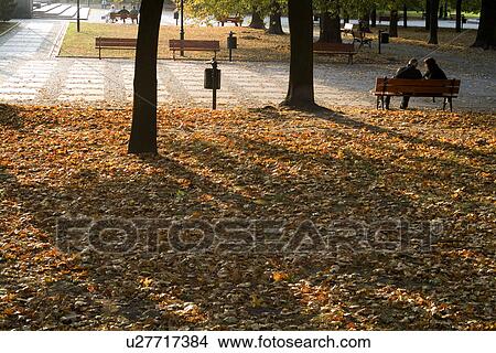 Trees with fallen autumn leaves by people sitting on bench View Large Photo Image Picture - Trees with fallen autumn leaves by people sitting on bench. Fotosearch