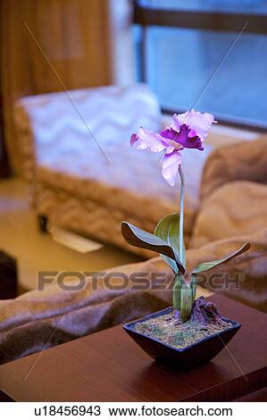 Dried flower in living room. Close-up View Large Photo Image Stock Image - Dried flower in living room. Close-up. Fotosearch