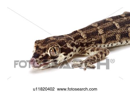Carrot-tail Viper Gecko against white background View Large Photo Image Stock Image - Carrot-tail Viper Gecko against white background. Fotosearch