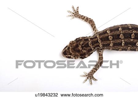 Carrot-tail Viper Gecko, close up View Large Photo Image Stock Image - Carrot-tail Viper Gecko, close up. Fotosearch