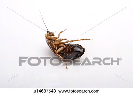 Cockroach (Guyana Orange Spotted Roach) upside down, close-up, overhead view View Large Photo Image Stock Image - Cockroach (Guyana Orange Spotted Roach) upside down, close-up, overhead view . Fotosearch