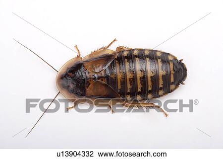 Cockroach (Guyana Orange Spotted Roach), close-up, overhead view View Large Photo Image Stock Image - Cockroach (Guyana Orange Spotted Roach), close-up, overhead view . Fotosearch