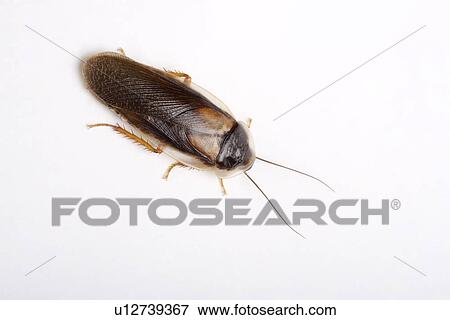 Cockroach (Guyana Orange Spotted Roach), close-up, overhead view View Large Photo Image Stock Photo - Cockroach (Guyana Orange Spotted Roach), close-up, overhead view . Fotosearch