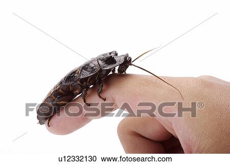 Cockroach on man's finger View Large Photo Image Stock Image - Cockroach on man's finger. Fotosearch