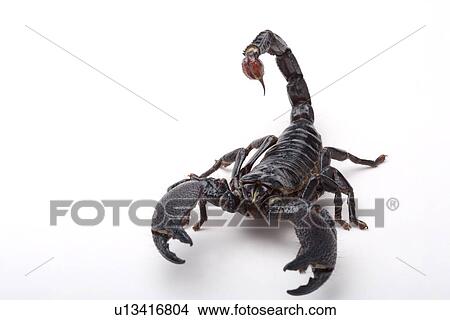 Picture - Emperor scorpion (Pandinus imperator) . Fotosearch