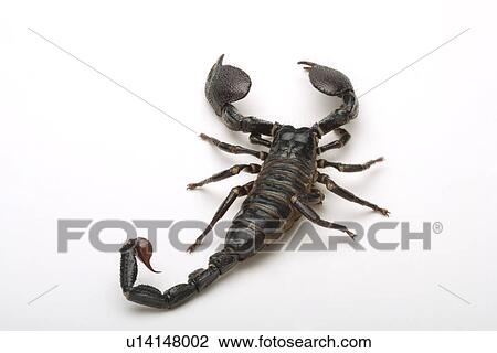 Stock Image - Emperor scorpion (Pandinus imperator) . Fotosearch
