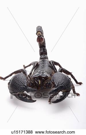 Emperor scorpion (Pandinus imperator) View Large Photo Image Stock Photo - Emperor scorpion (Pandinus imperator). Fotosearch
