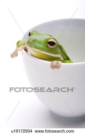 Frog at the edge of cup, close up View Large Photo Image Picture - Frog at the edge of cup, close up. Fotosearch