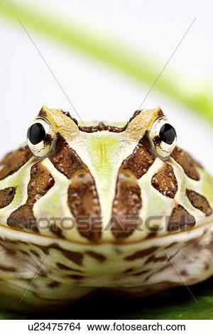 Frog, close up View Large Photo Image Picture - Frog, close up. Fotosearch