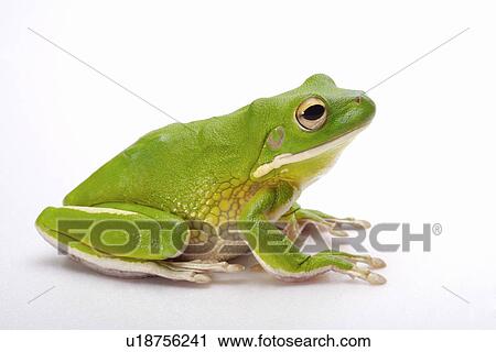 Stock Image - Frog, close up. Fotosearch