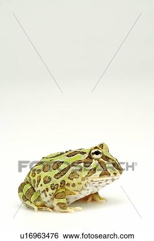 Stock Photograph - Frog, close up. Fotosearch