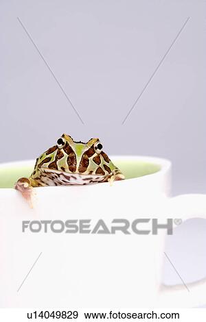 Frog in cup, close up View Large Photo Image Stock Photo - Frog in cup, close up. Fotosearch