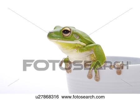 Frog (Litora Infrafrenata) at the edge of cup, close up View Large Photo Image Stock Photograph - Frog (Litora Infrafrenata) at the edge of cup, close up. Fotosearch