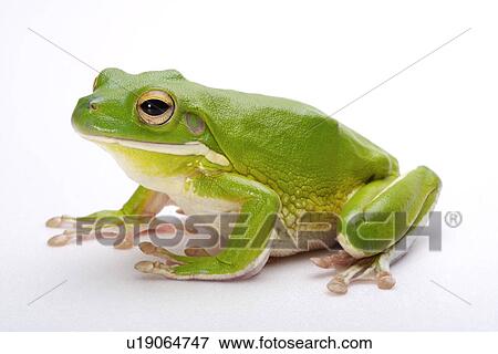 Frog (Litora Infrafrenata), close up View Large Photo Image Stock Photo - Frog (Litora Infrafrenata), close up. Fotosearch