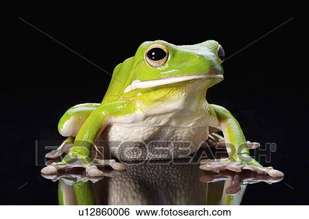 Frog (Litora Infrafrenata), close up View Large Photo Image Stock Photograph - Frog (Litora Infrafrenata), close up. Fotosearch