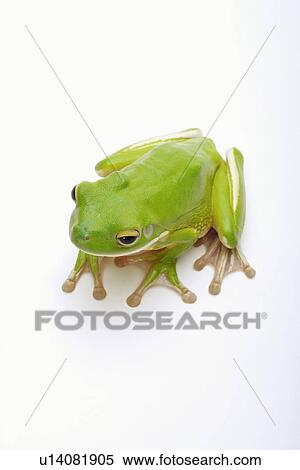 Stock Photography - Frog (Litora Infrafrenata), close up. Fotosearch