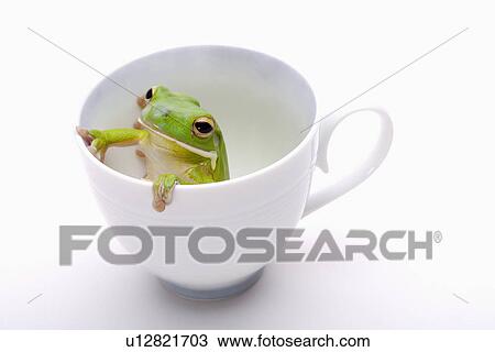 Frog (Litora Infrafrenata) in cup, close up View Large Photo Image Stock Image - Frog (Litora Infrafrenata) in cup, close up. Fotosearch