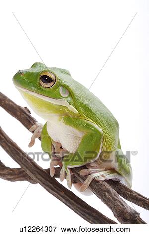 Stock Photo - Frog on branch, close up . Fotosearch